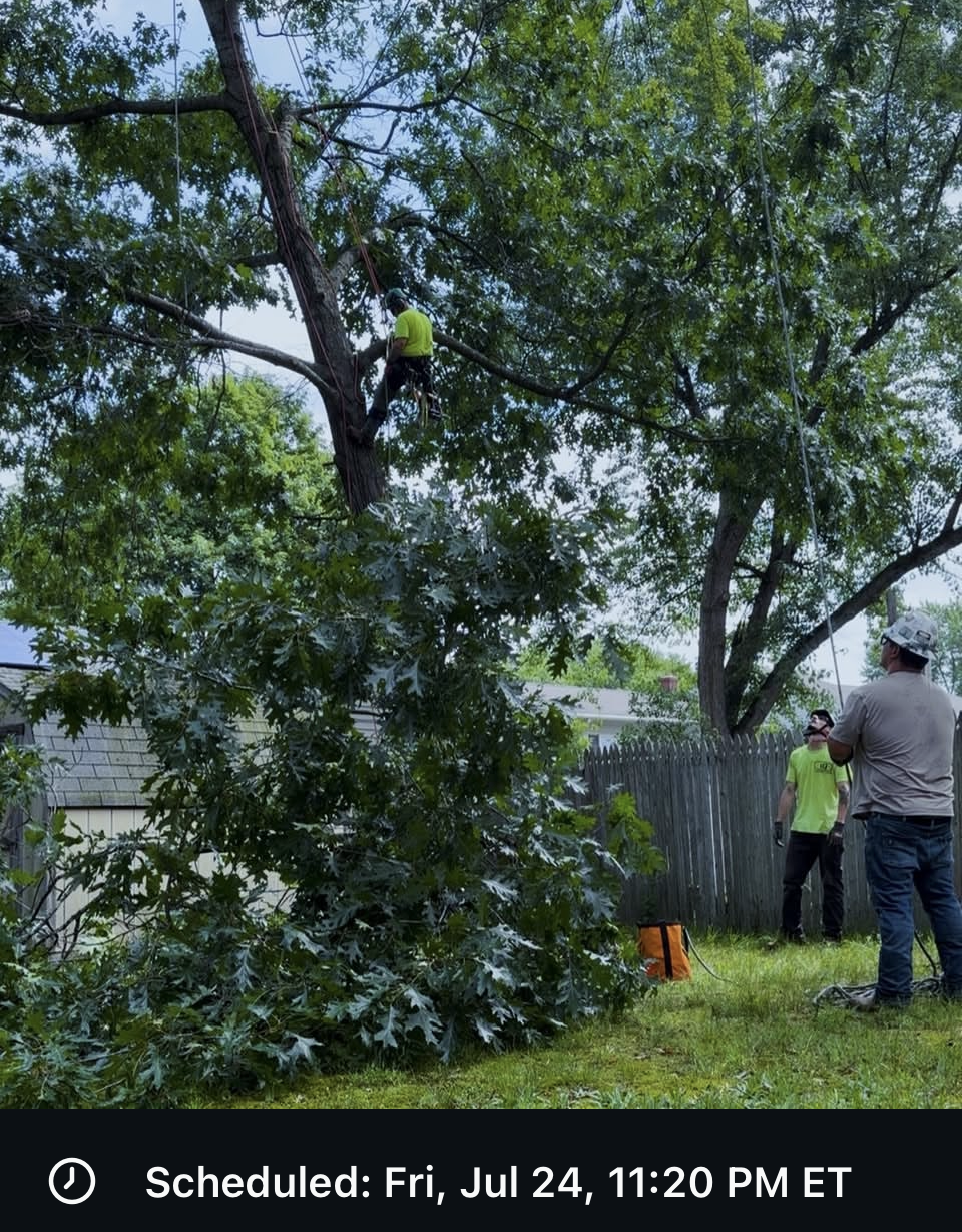Limb & Full Tree Removal