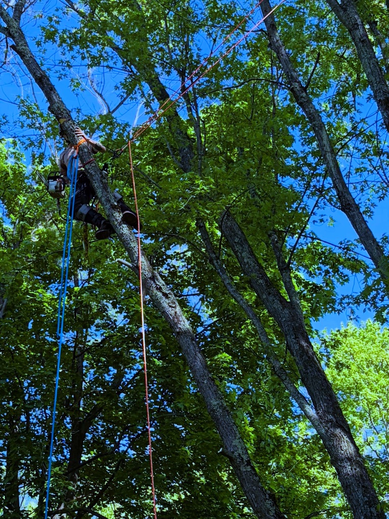 Climber for Hire